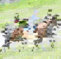 Positiv pågang til Veikle Balders Allsidighetscup