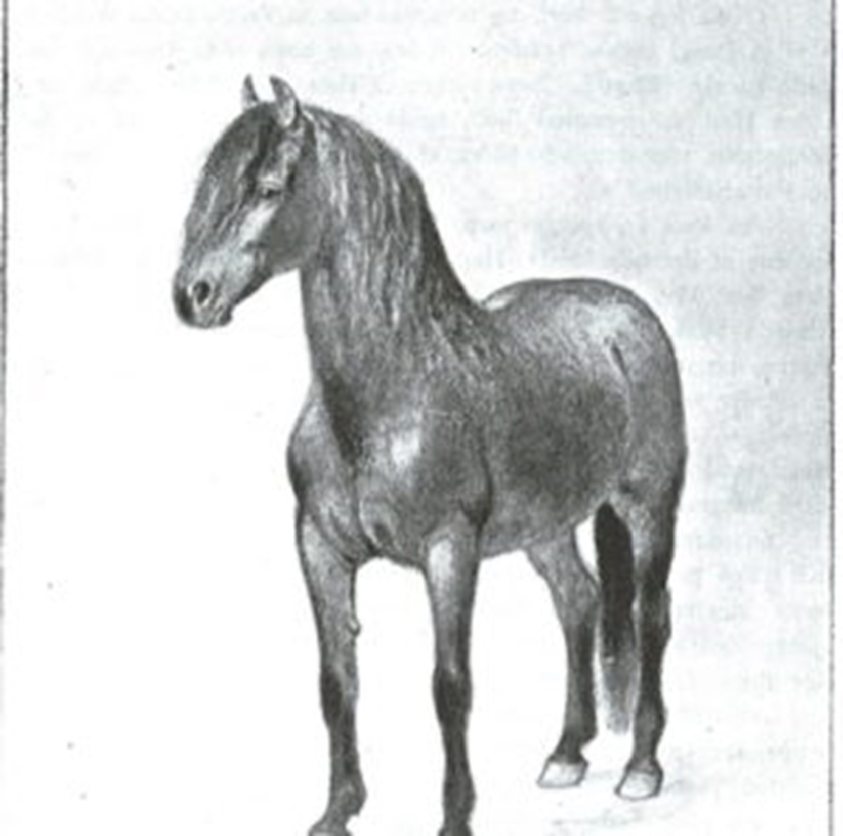 Historien om Veikle Balder