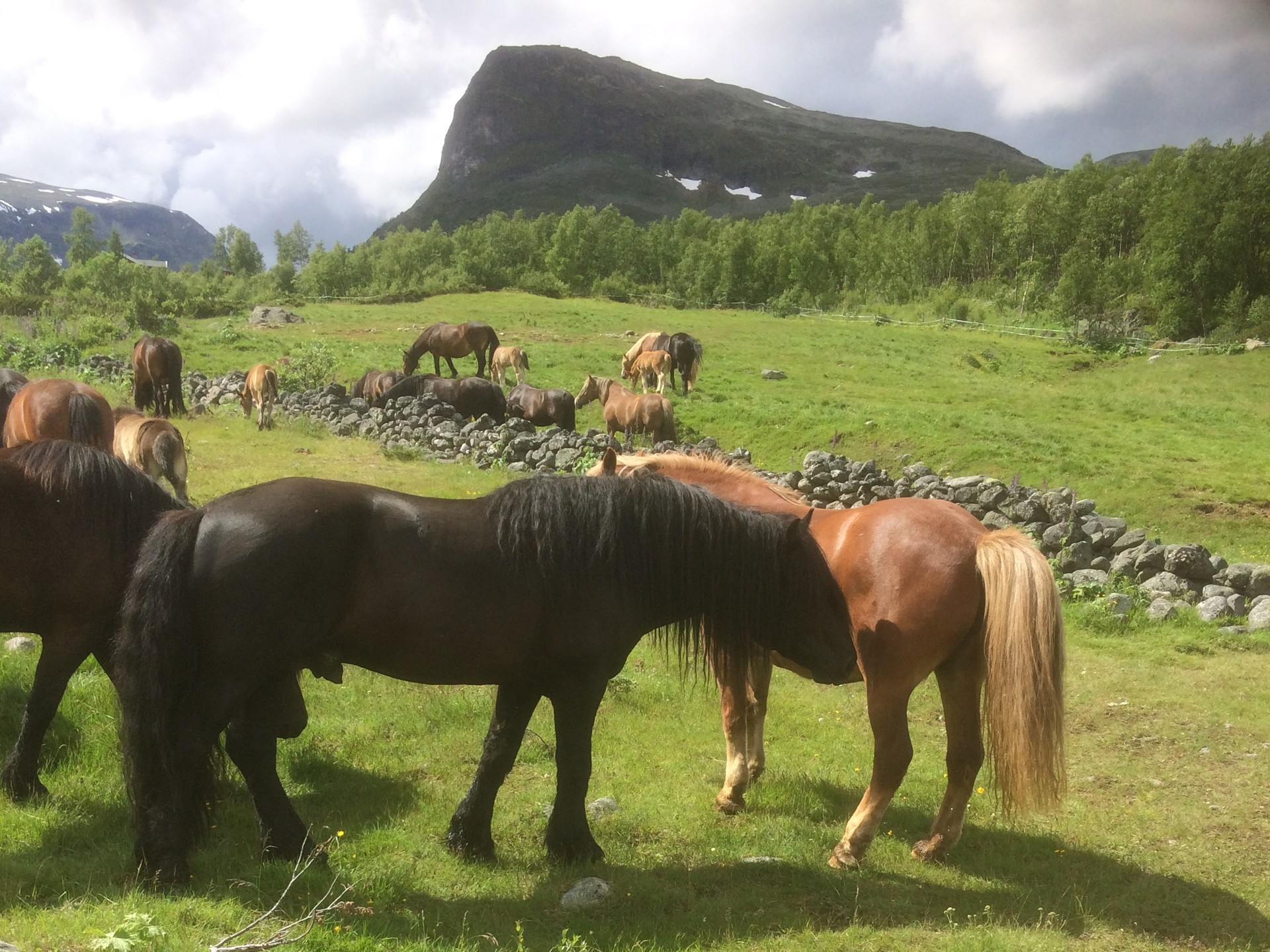Interessant forsking om innavl og startprosent
