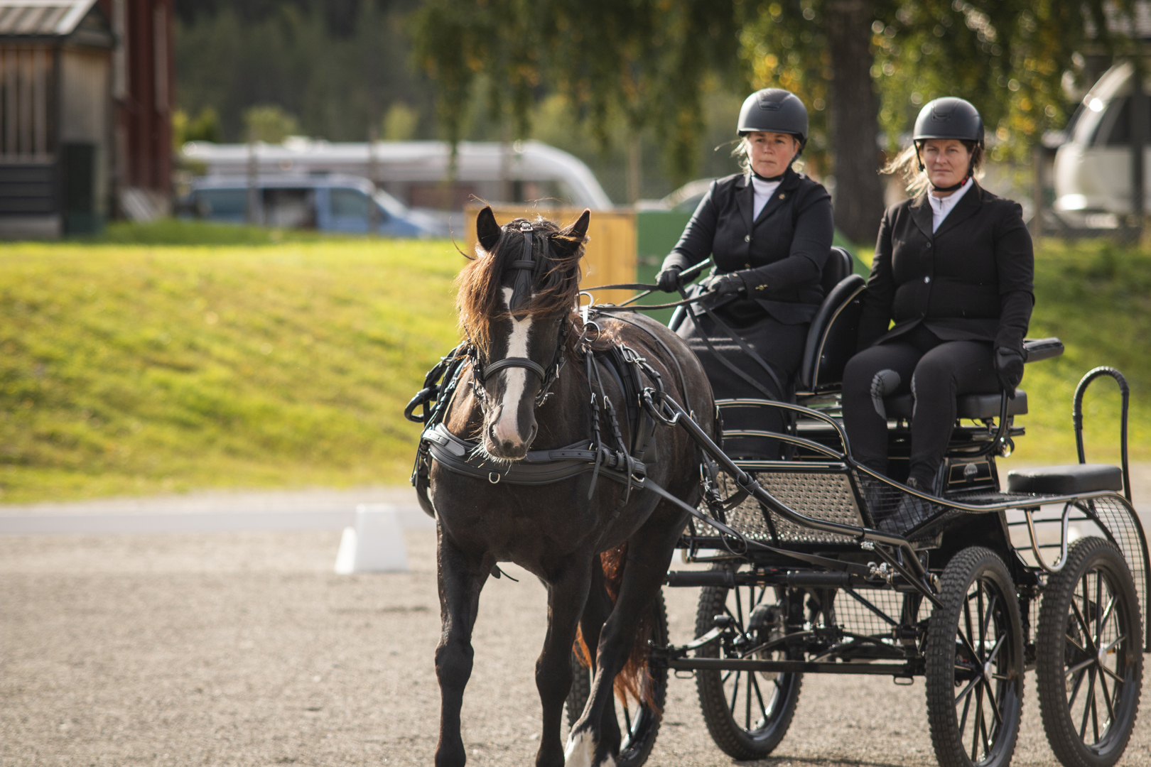 Kaldblodstravere på Oslo Horse Show