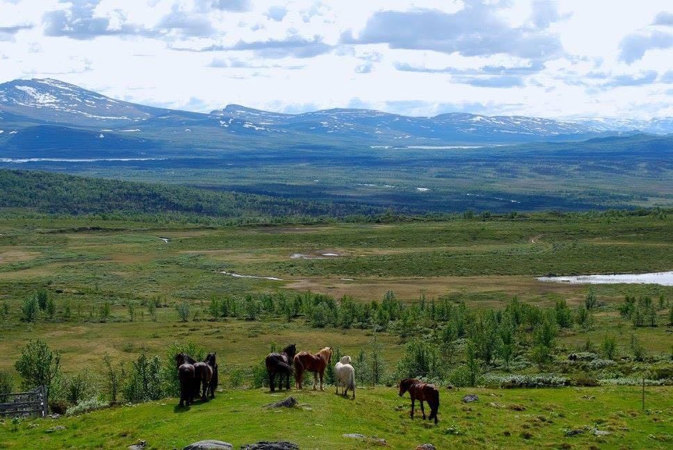 Fortsatt plass på unghingstbeite i fjellet