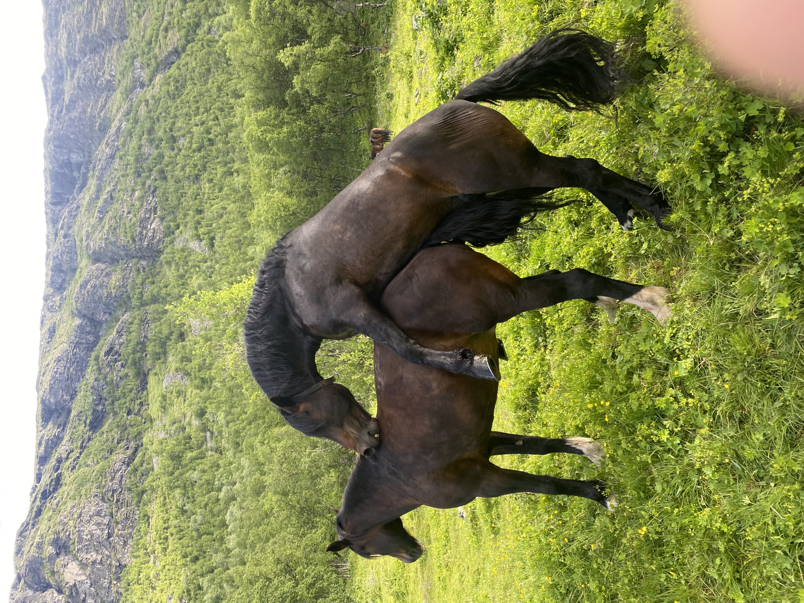 Benytt medlemsfordelen ved valg av avlshingst!