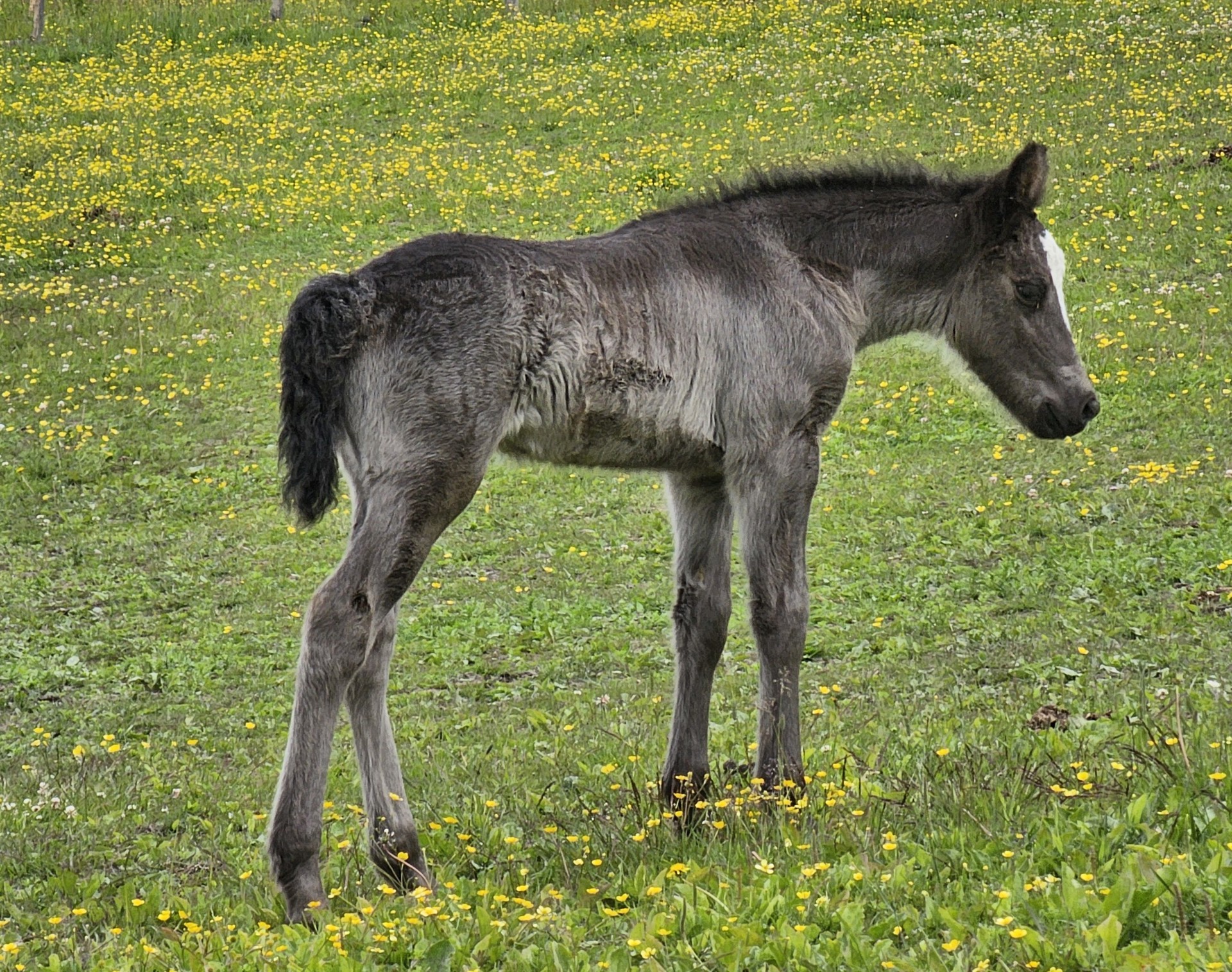 Uttalelse vedr. Tronstad-utvalgets innstilling