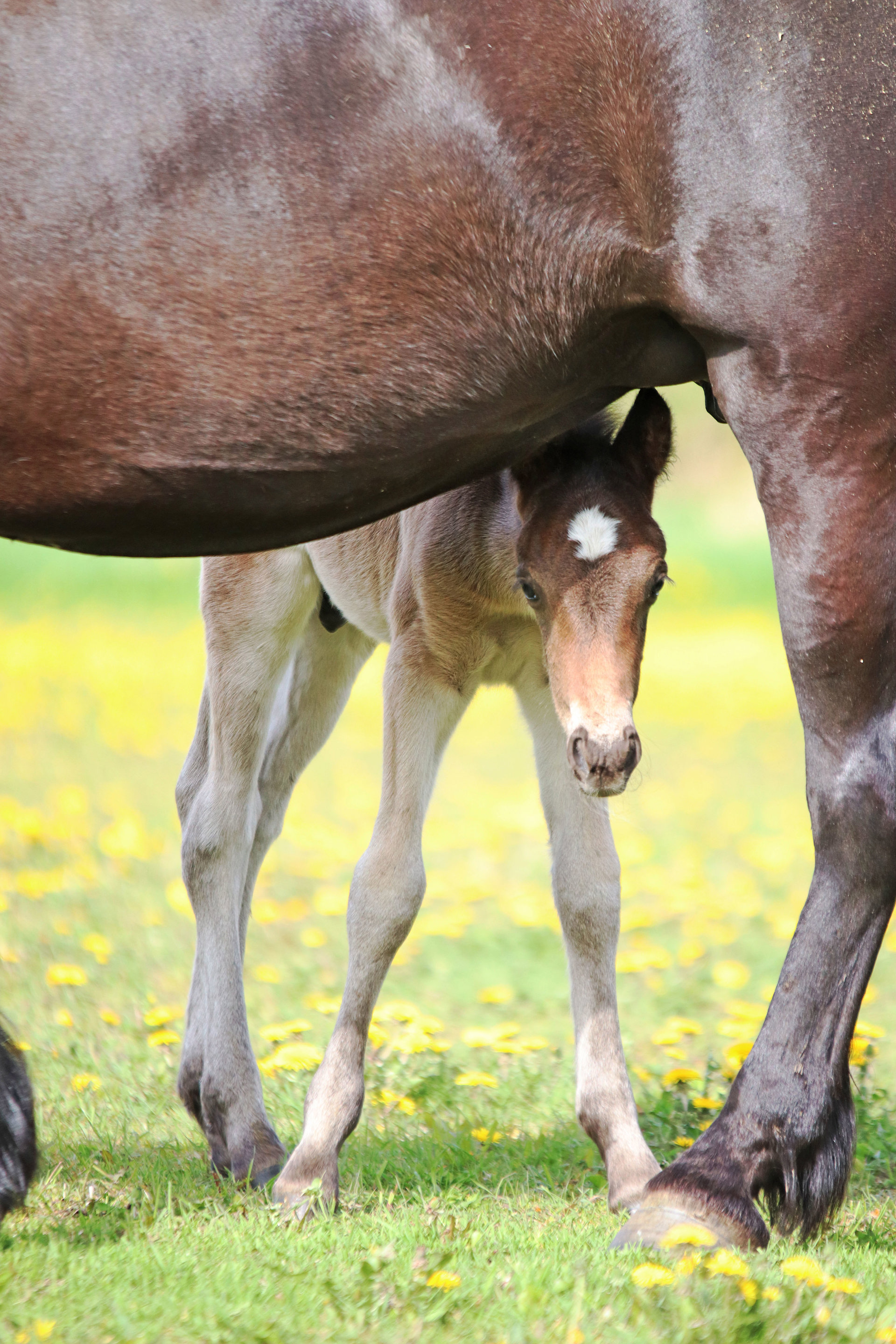 Har du bilde av årets kaldblodsføll?