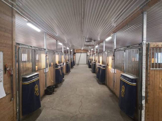 Friskare sporthästar med ny desinficeringsmetod 