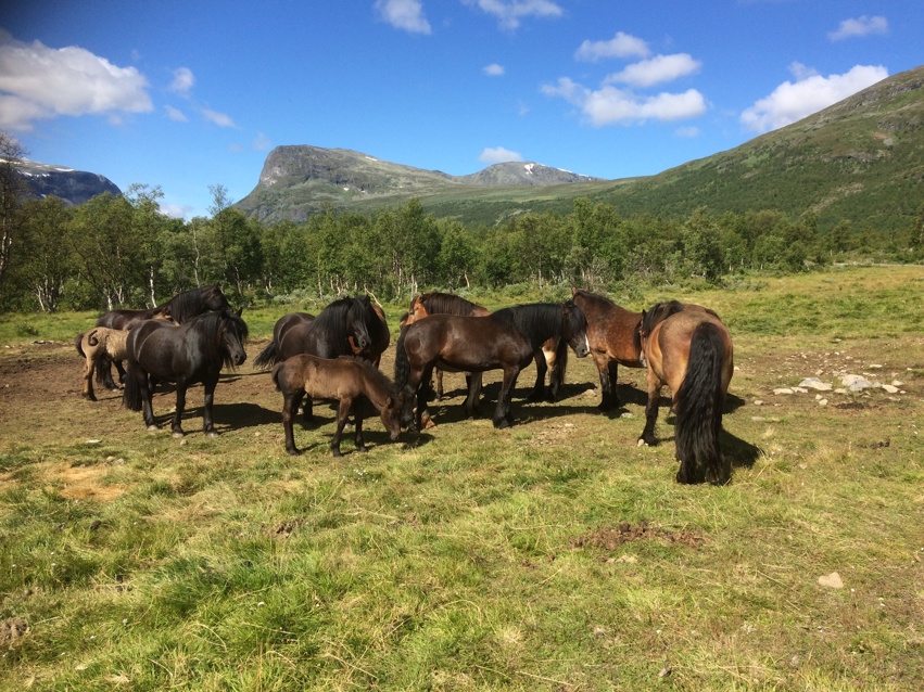 Kulturhistoriske glimt fra Sikkilsdalen