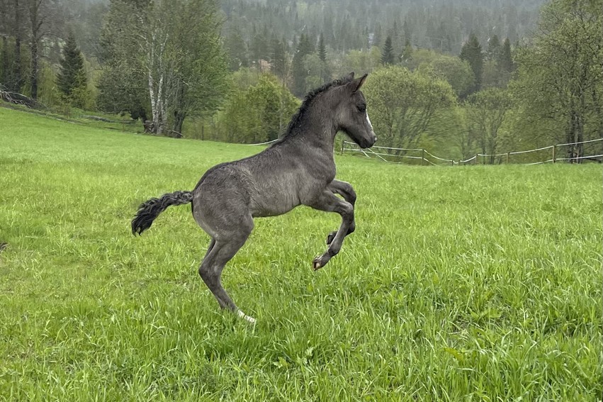 Husk påmelding til Oppdretterseminaret!