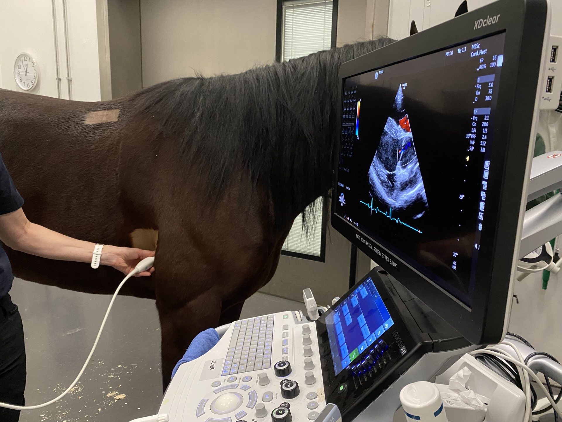 NMBU søker kaldblodshester til forskningsprosjekt