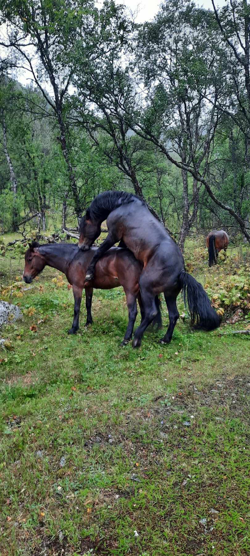 Artikkelbilde til artikkelen Veikle Balders rabatthingsteordning